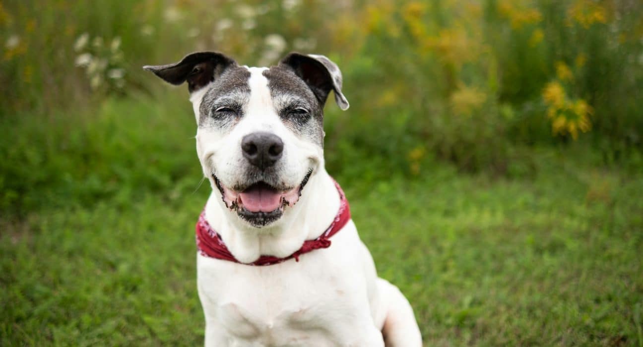 Monique Kelly Doylestown PA Senior Dog