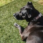 AllDogs dog boarding